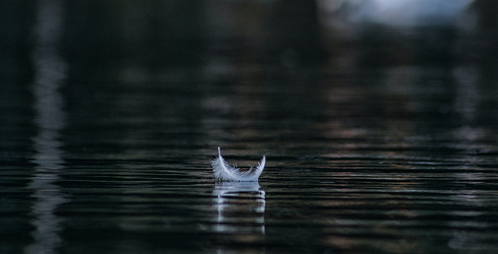 A feather sailing on the water