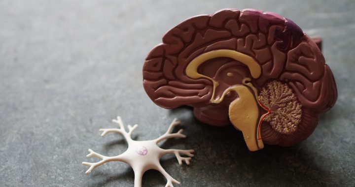 MRI als methode om anatomie, communicatie en chemie in het brein te onderzoeken￼