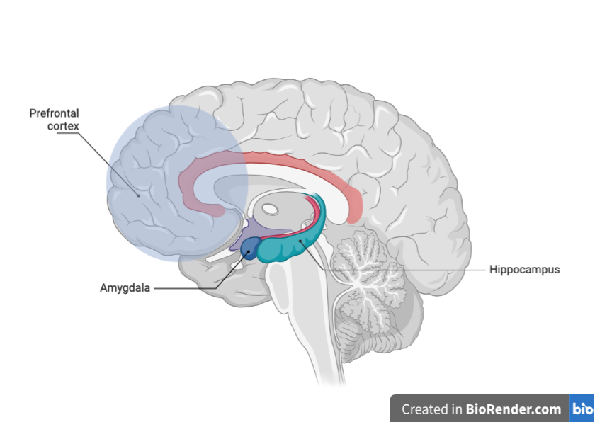 amygdala hippocampus prefrontal cortex