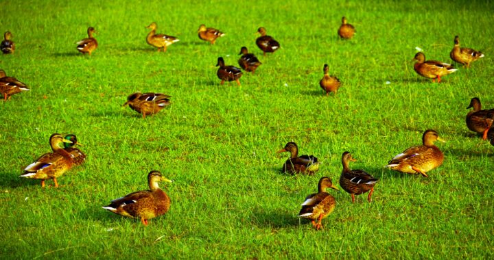 Linking neuroscience to social-science using AI-agents