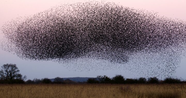 Actieve deeltjes in de neurowetenschap: kennis uit gedreven chaos