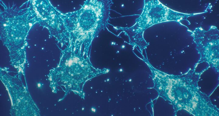 Collective and diverse intelligence: something beyond cognitive science