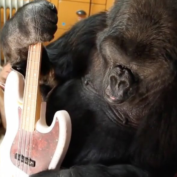 Koko, de gebarende gorilla die geen gebarentaal sprak