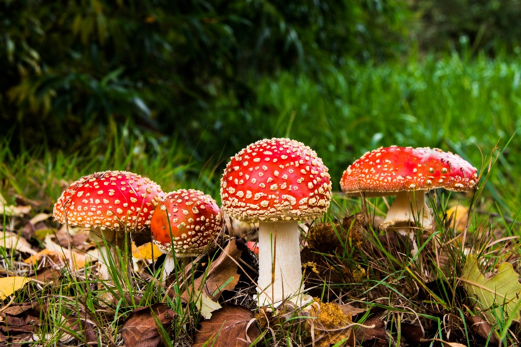 Psilocybin, the Magic in Magical Mushrooms
