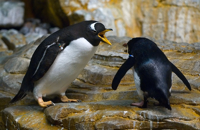arguing penguins