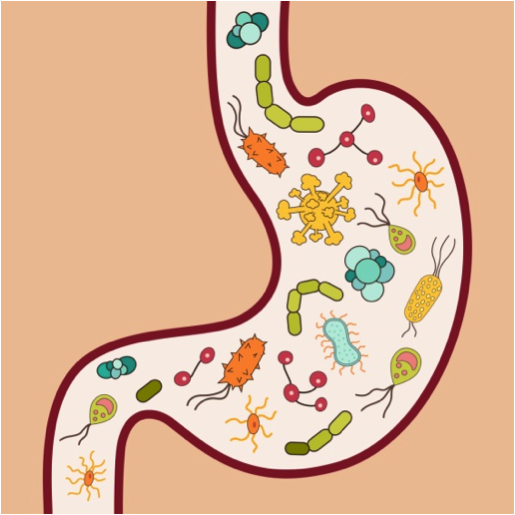 If You’re Happy (and You Know It), Thank Your Gut:  The microbiome and depression