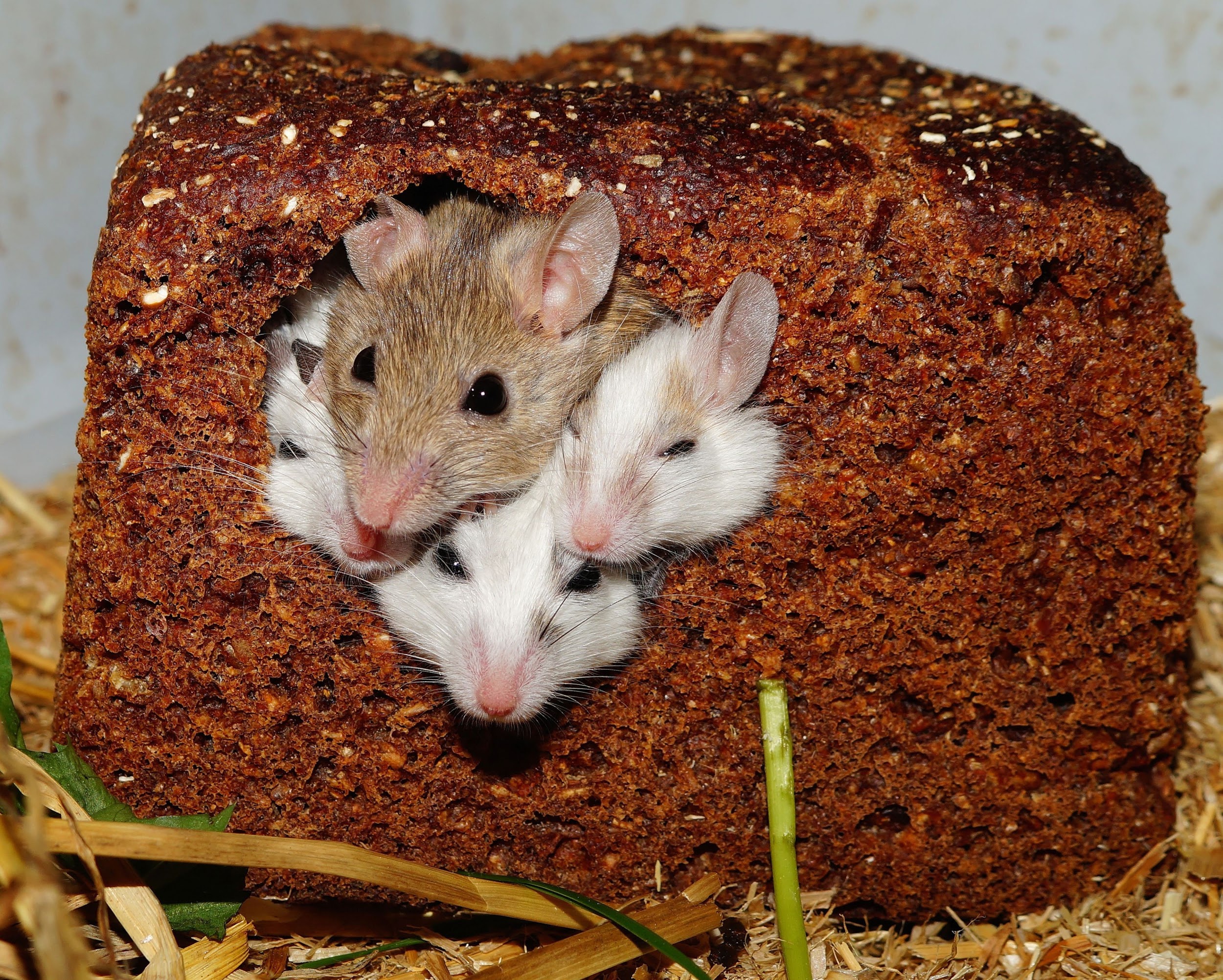 Muizen ruiken elkaars pijn – jij ook?